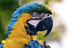 parrot up close with blue and yellow feathers