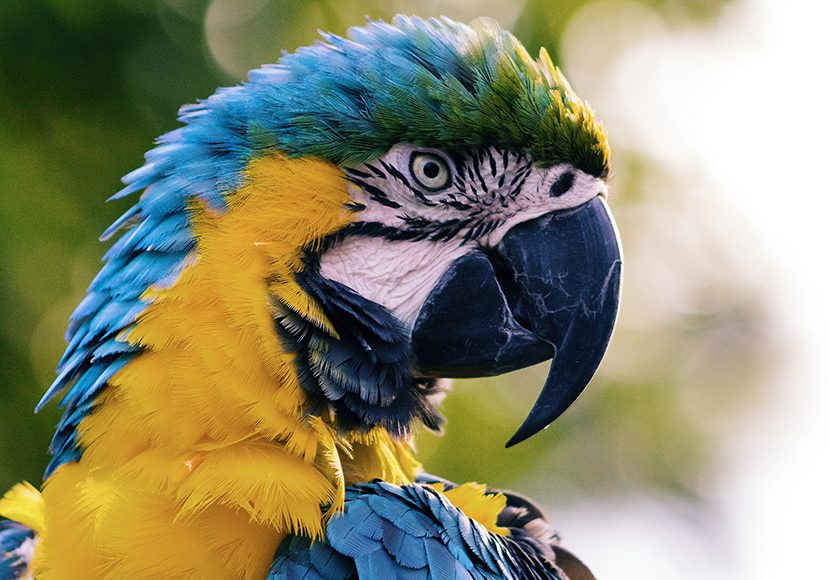 parrot up close with blue and yellow feathers