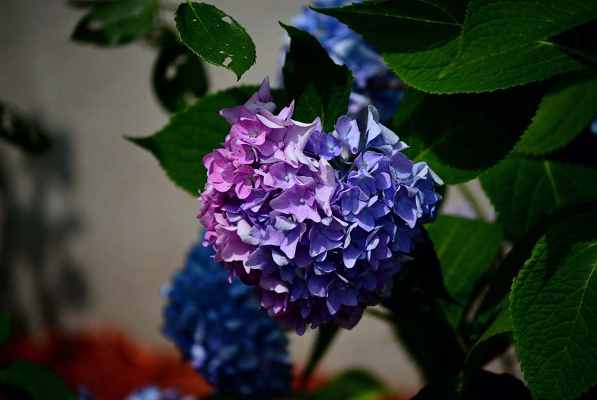 A purple and blue flower with green leaves.